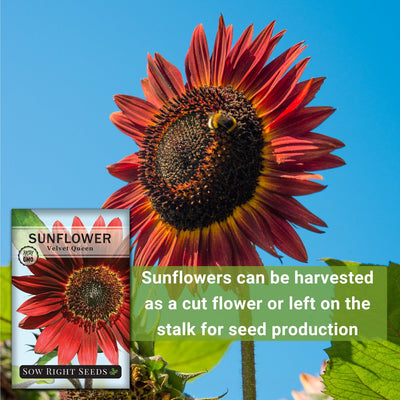 velvet queen sunflower seeds sunflowers can be harvested as a cut flower or left on the stalk for seed production