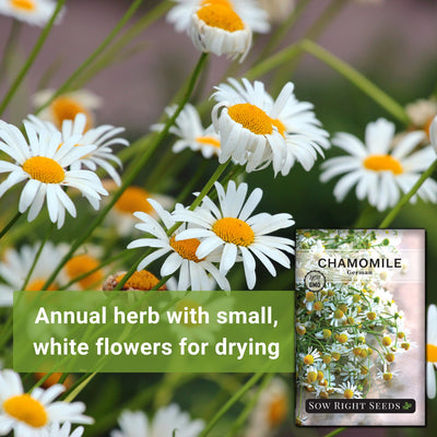 German Chamomile