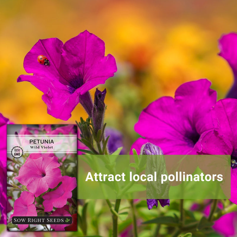 wild violet petunia seeds attract local pollinators