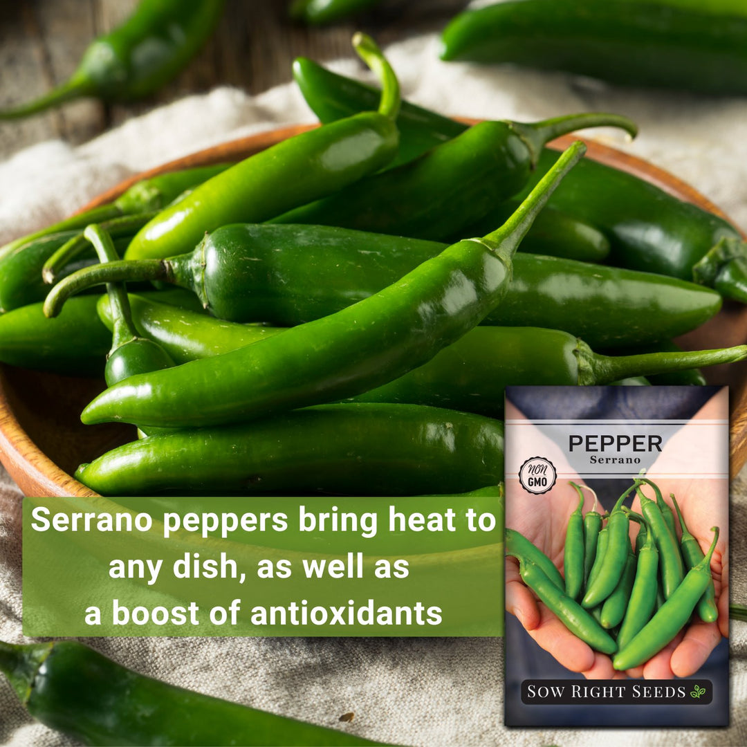 serrano pepper seeds to plant Serrano Pepper Seeds for Planting
