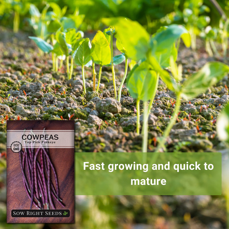 top pick pinkeye cowpea seeds fast growing and quick to mature