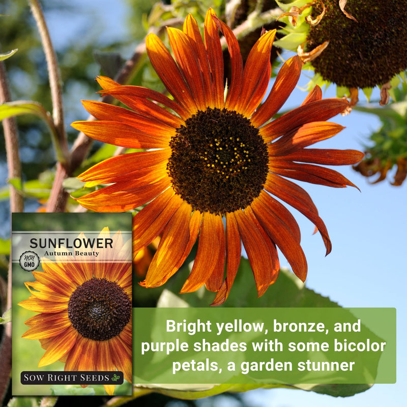 autumn beauty sunflower seeds bright yellow bronze and purple shades with some bicolor petals a garden stunner