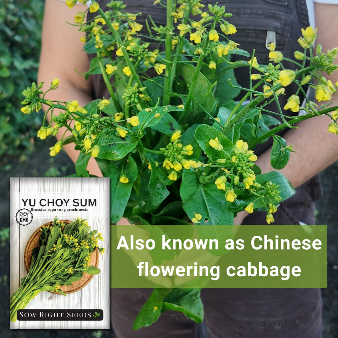 china seeds planted Yu Choy Sum Seeds