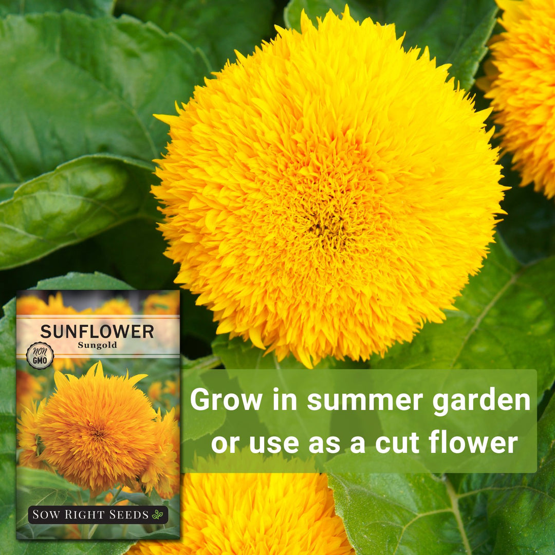 Dwarf Sungold Sunflower Seeds for Planting | Easy to Grow – Sow