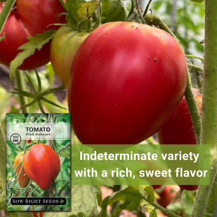 Pink Oxheart Tomato Seeds for Planting