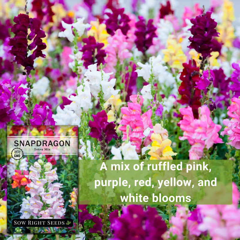 tetra mix snapdragon seeds a mix of ruffled pink purple red yellow and white blooms