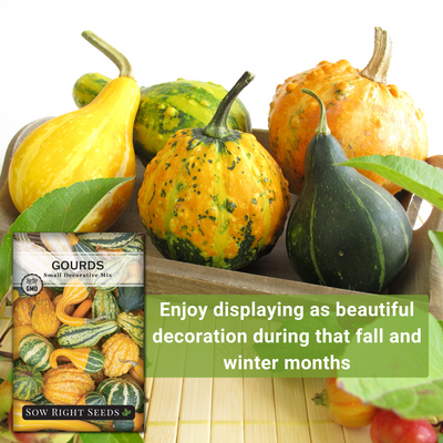 small decorative mix gourds seeds enjoy displaying as beautiful decoration during that fall and winter months