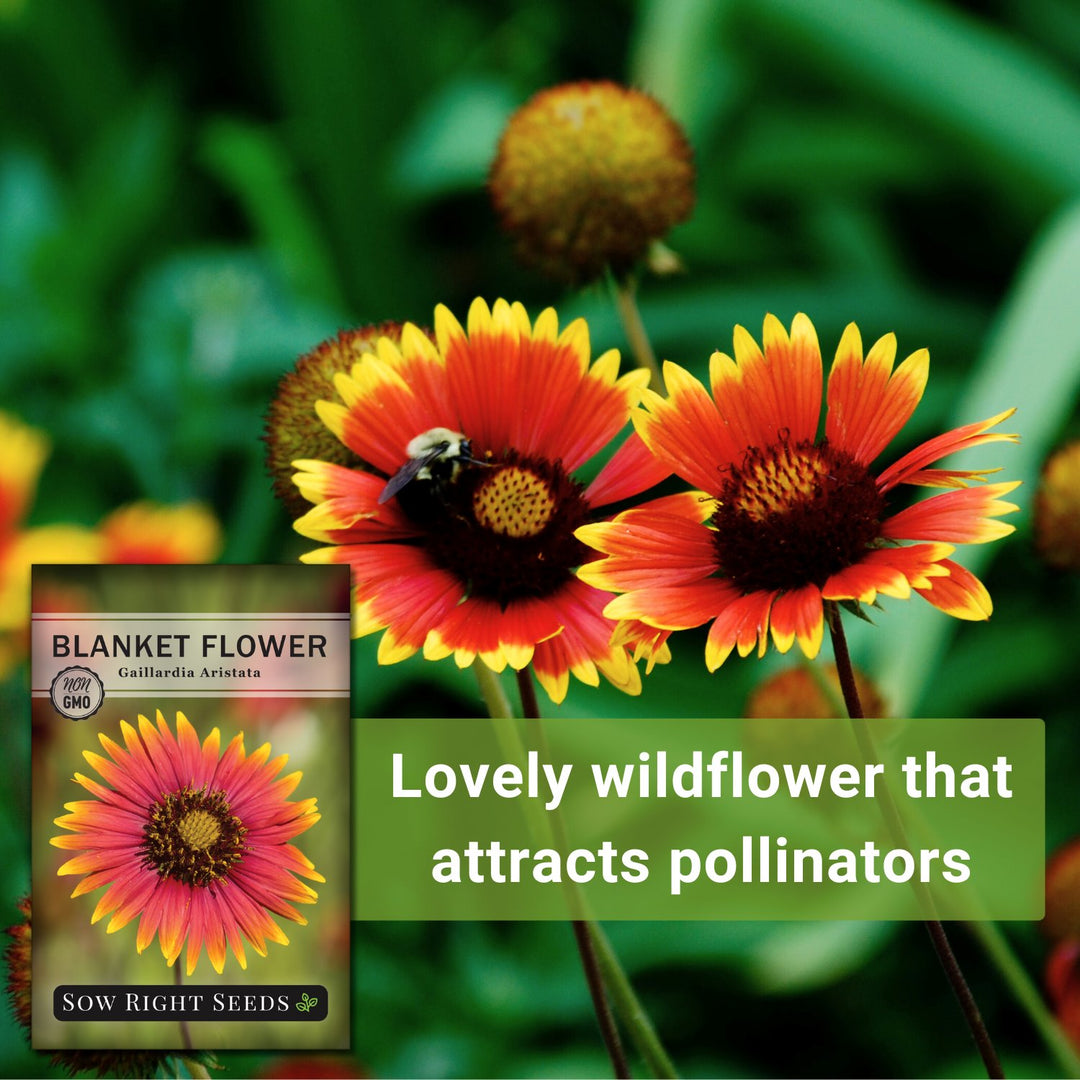 Blanket Flower Seeds to Plant