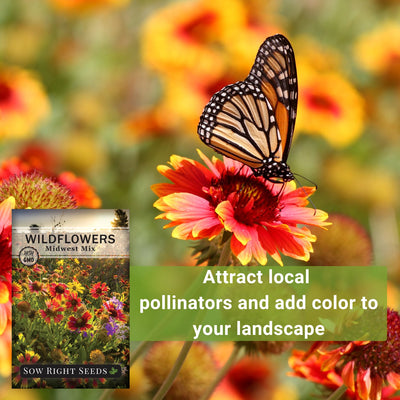 Midwest mix wildflowers attract local pollinators and add color to your landscape