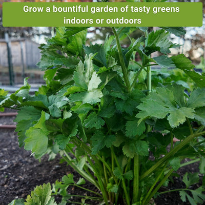 asian greens seed collection grow a bountiful garden of tasty greens indoors or outdoors