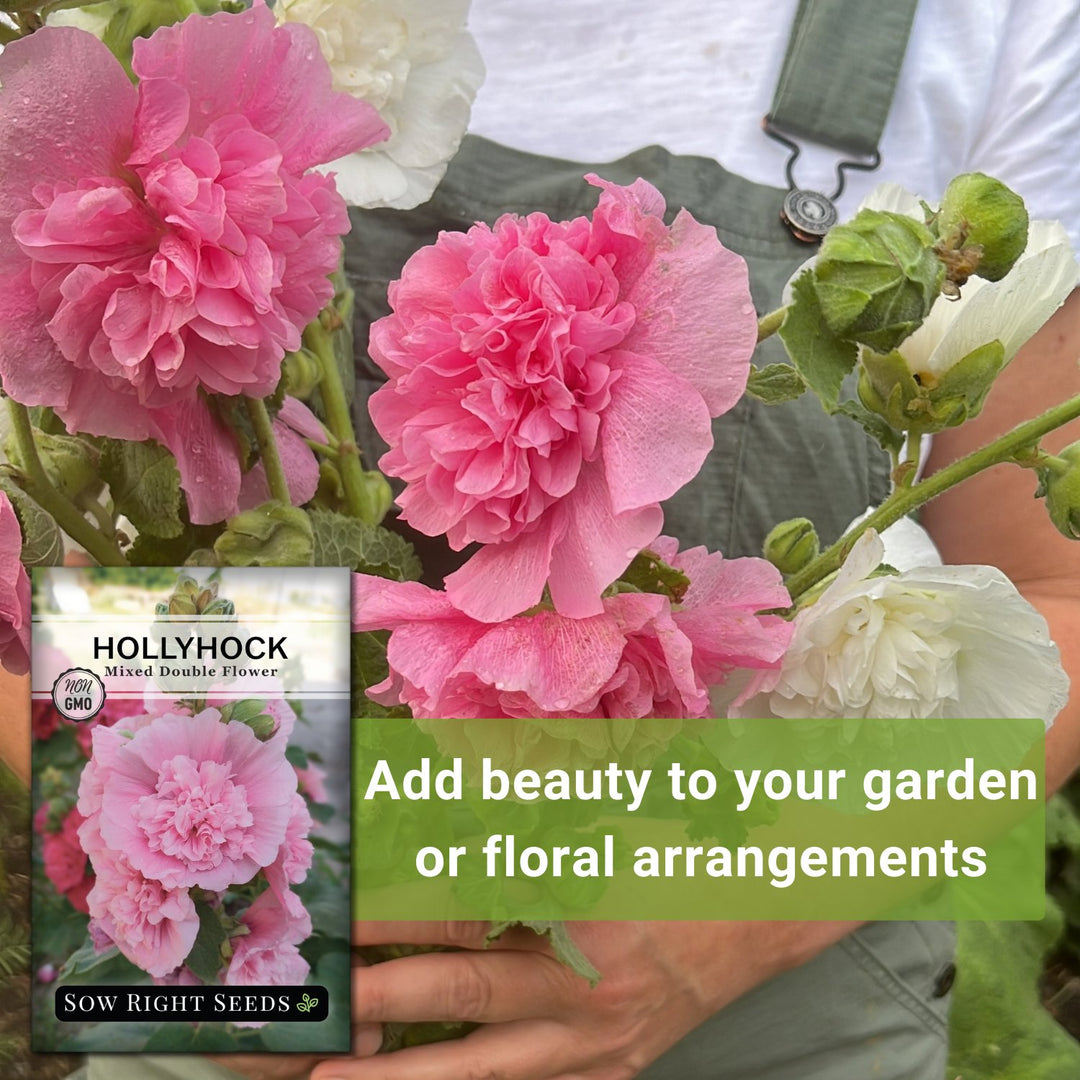 double flower hollyhock seeds Double Flower Mixed Hollyhock