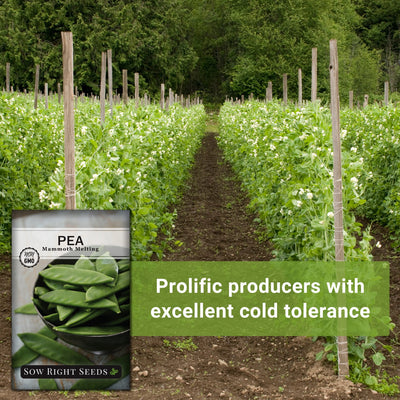 mammoth melting pea seeds prolific producers with excellent cold tolerance