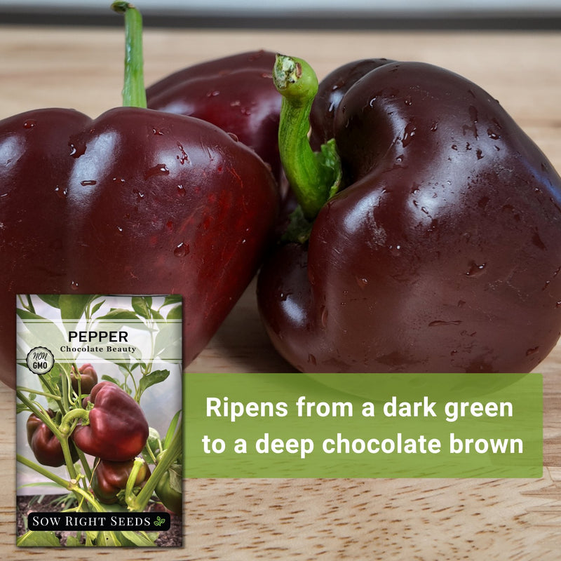 chocolate beauty pepper seeds ripens from a dark green to a deep chocolate brown