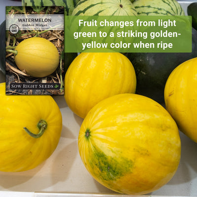 golden midget watermelon seeds fruit changes from light green to a striking golden-yellow color when ripe