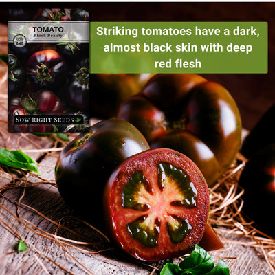 black beauty tomato seeds striking tomatoes have a dark almost black skin with deep red flesh