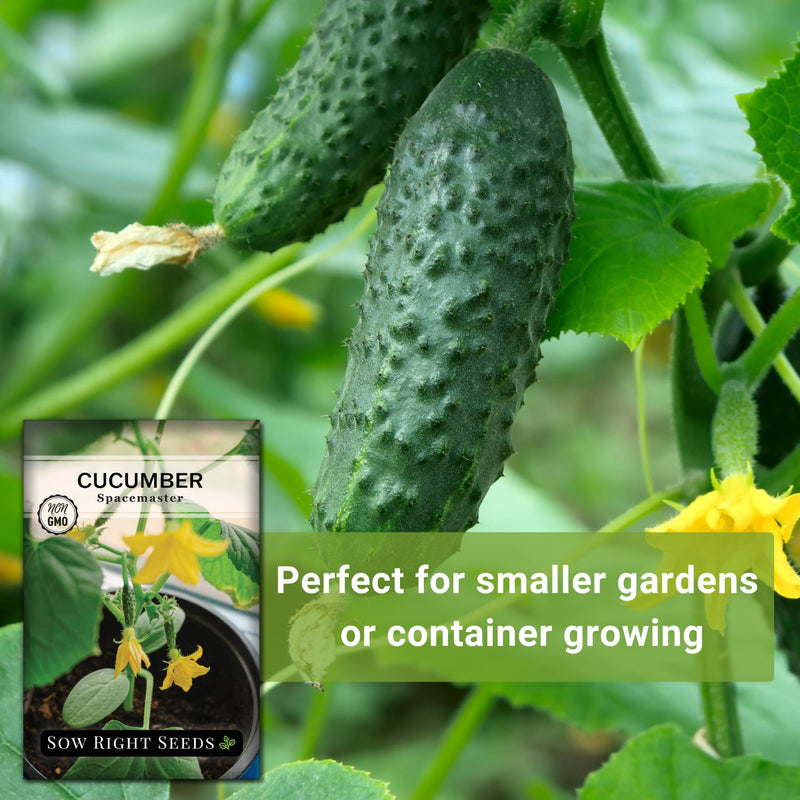 spacemaster cucumber seeds perfect for smaller gardens or container growing