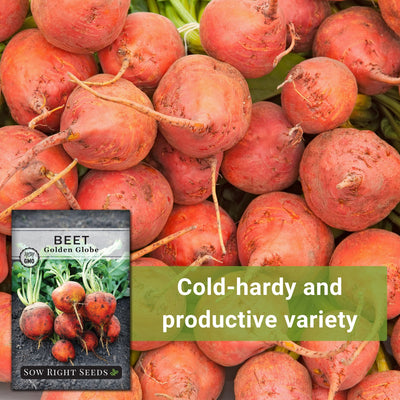 Golden Globe Beet
