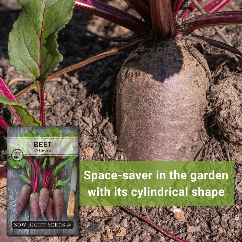 cylindra beet seeds space-saver in the garden with its cylindrical shape