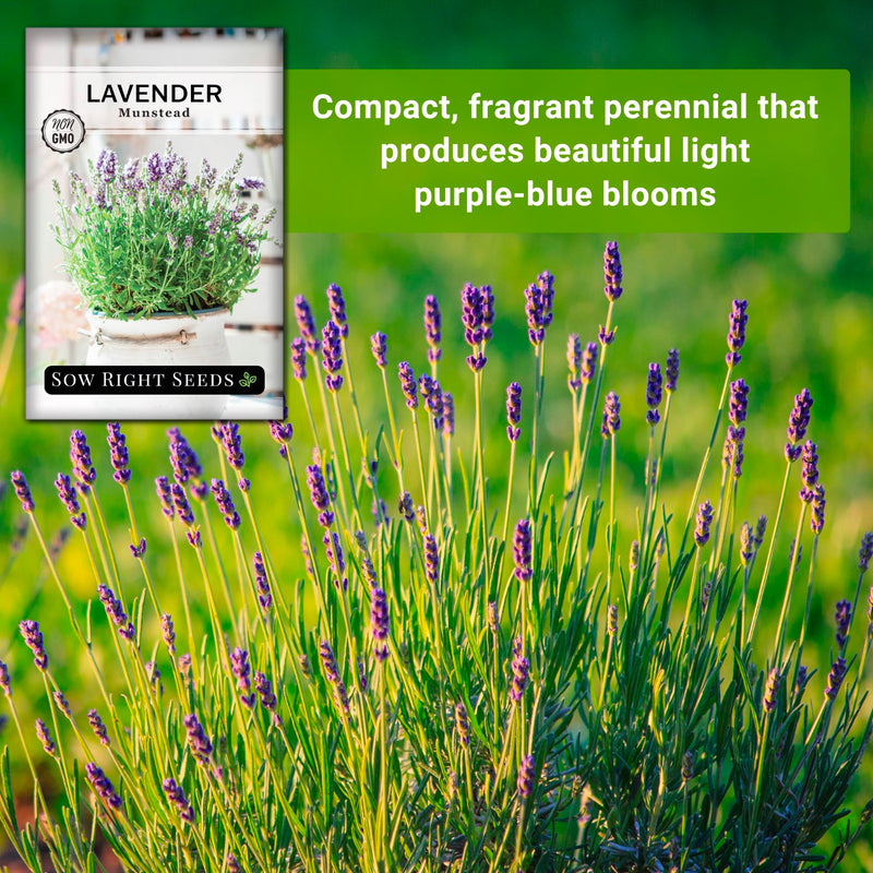 munstead strain lavender seeds compact fragrant perennial that produces beautiful light purple-blue blooms