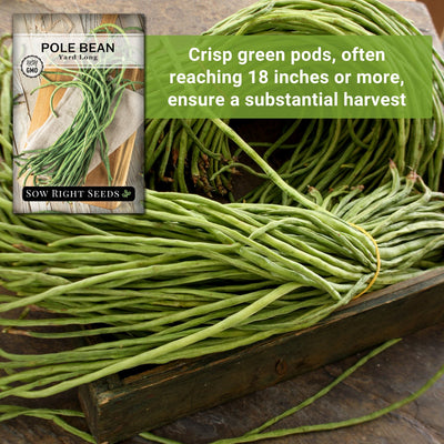 asparagus yard long bean seeds crisp green pods often reaching 18 inches or more ensure a substantial harvest