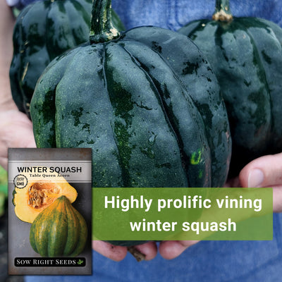 table queen acorn squash seeds highly prolific vining winter squash