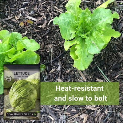 great lakes lettuce seeds heat resistant and slow to bolt