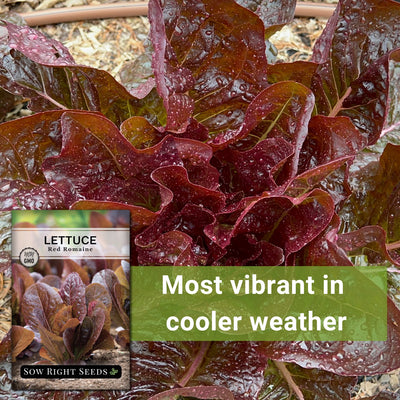 red romaine lettuce seeds most vibrant in cooler weather