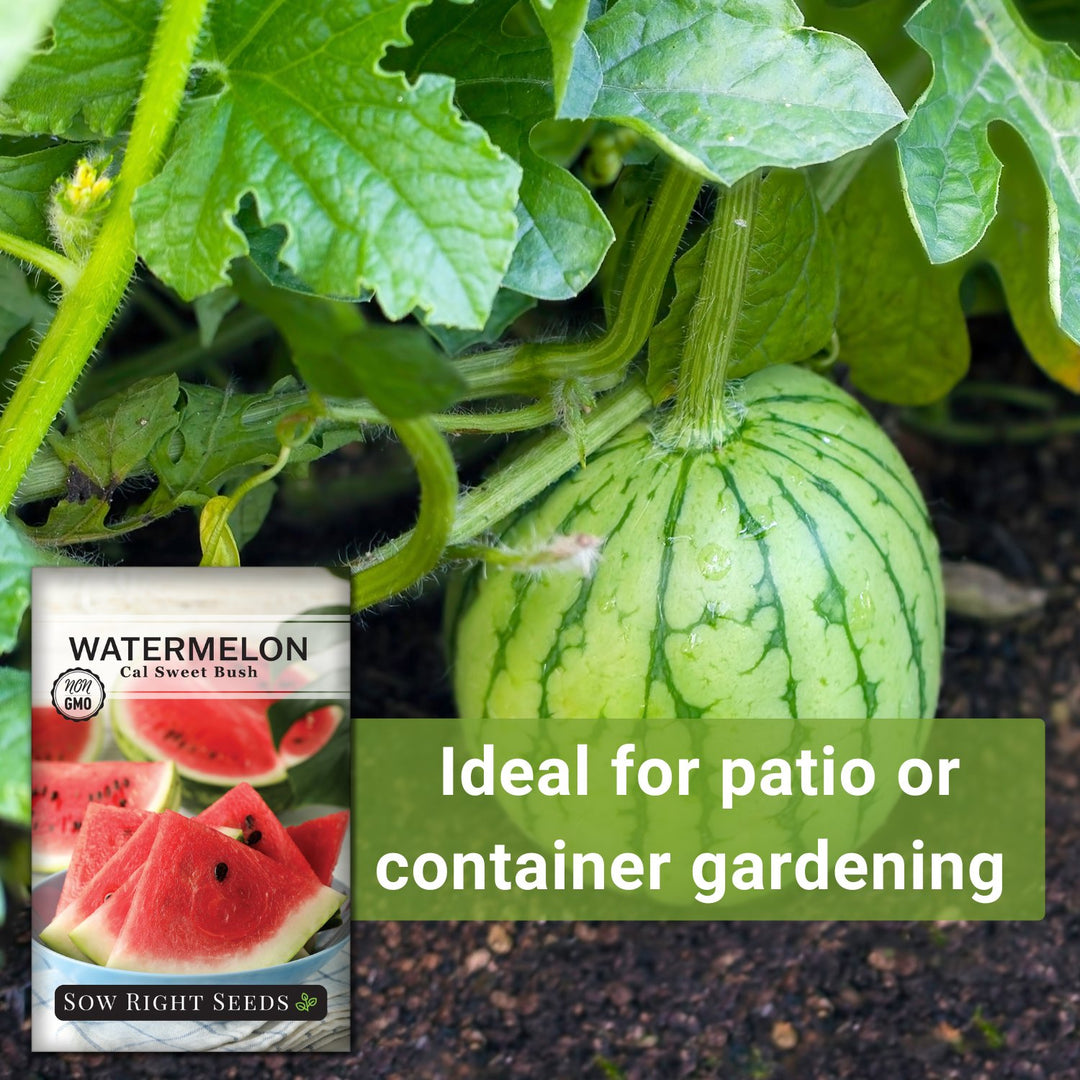 Cal Sweet Bush Watermelon Seeds