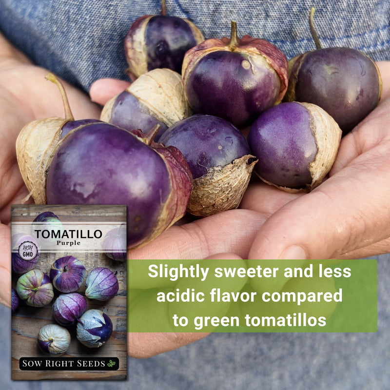 Purple Tomatillo