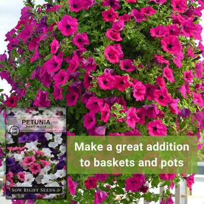 dwarf mixed petunia make a great addition to baskets and pots