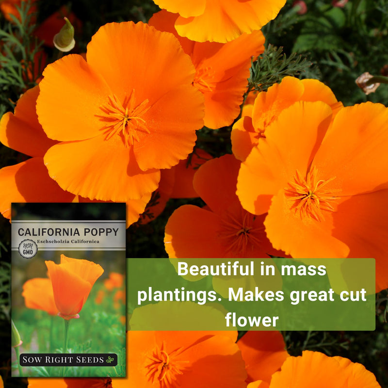 california poppy beautiful in mass plantings, makes great cut flower