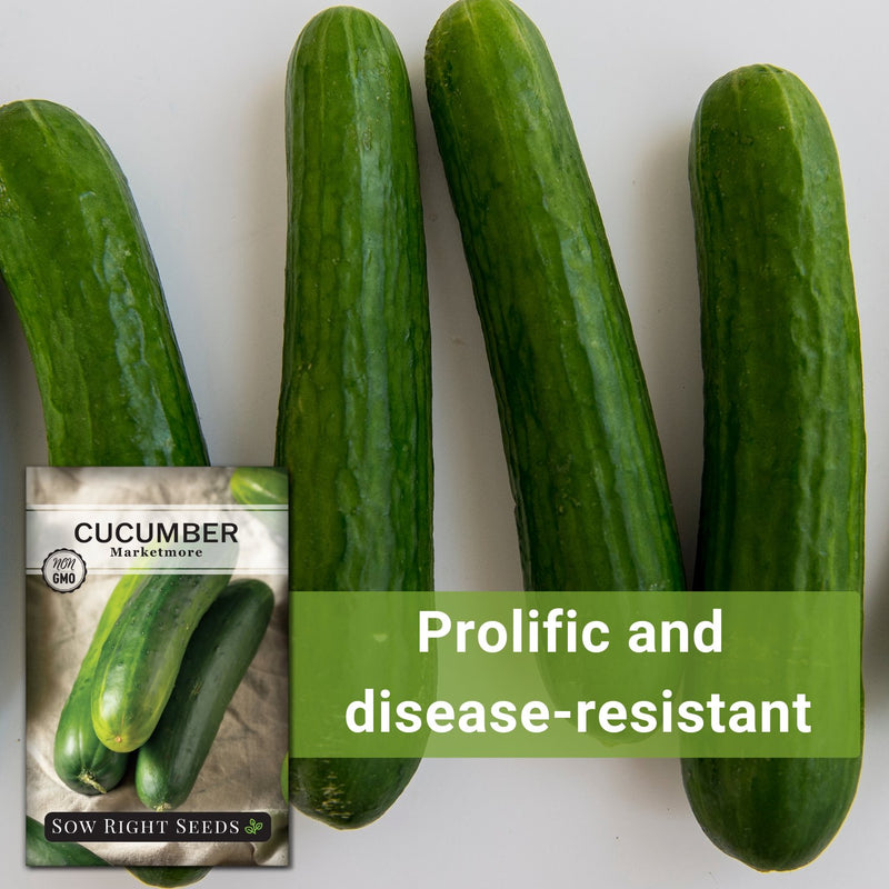 marketmore cucumber seeds prolific and disease-resistant