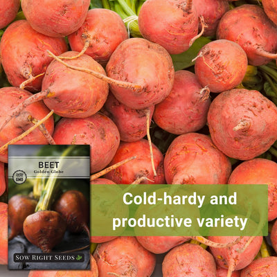 golden globe beet seeds cold-hardy and productive variety