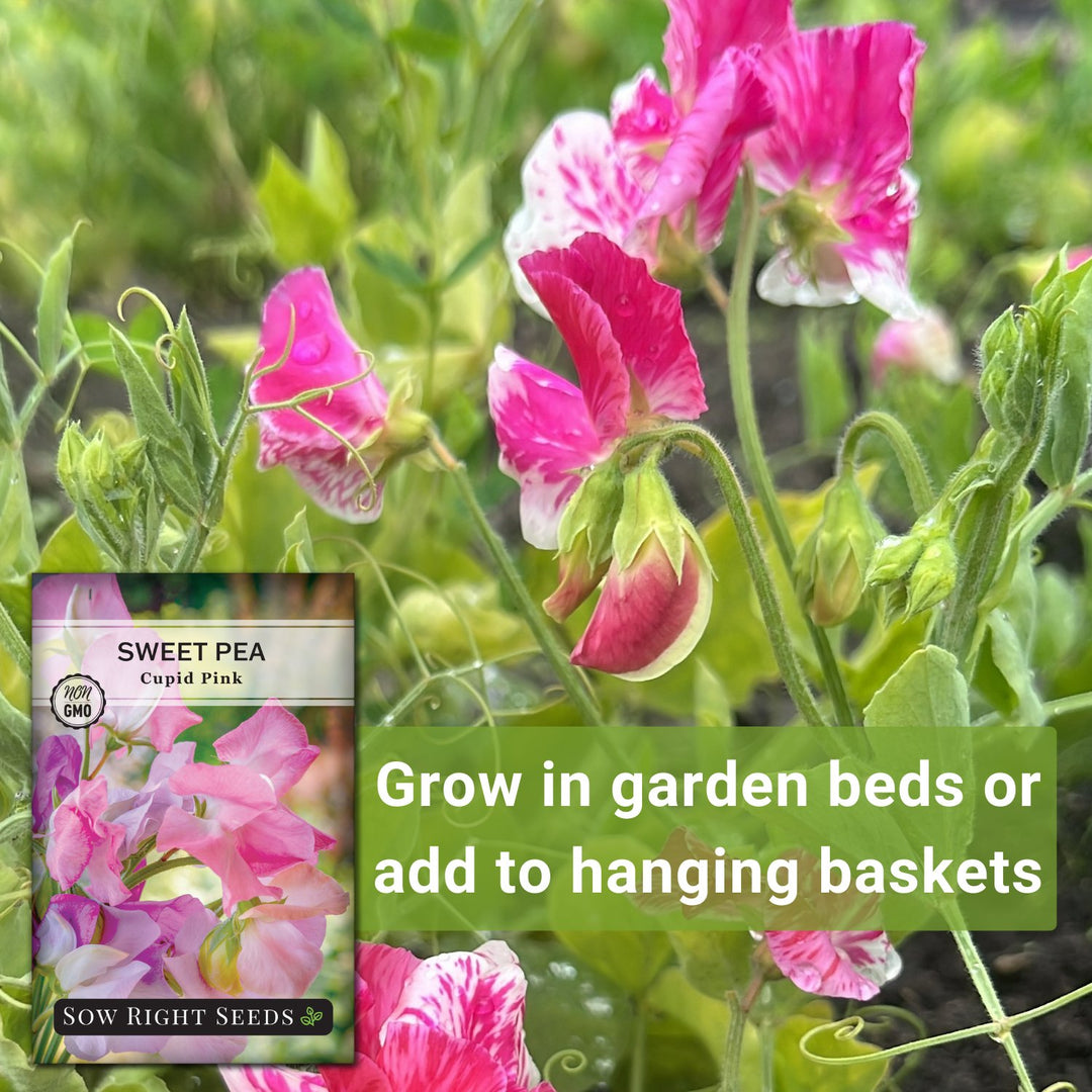cupid garden seeds Cupid Pink Sweet Pea Seeds