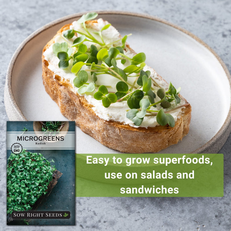 radish microgreens seeds easy to grow superfoods use on salads and sandwiches