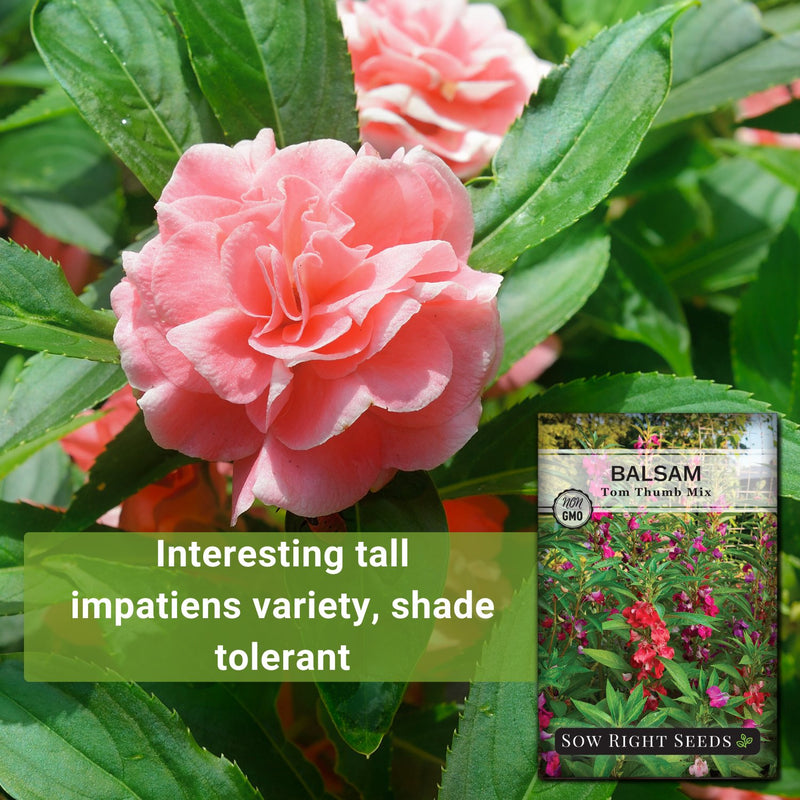 tom thumb mix balsam seeds interesting tall impatiens variety shade tolerant