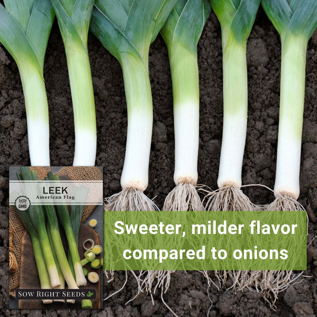 American Flag Leek Seeds | Sweet Member of The Onion Family – Sow