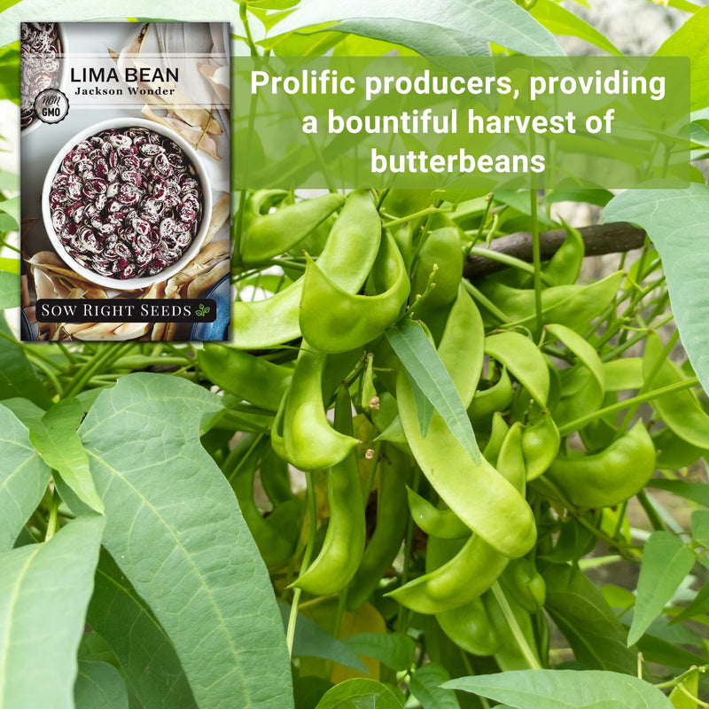 jackson wonder lima bean seeds prolific producers providing a bountiful harvest of butterbeans