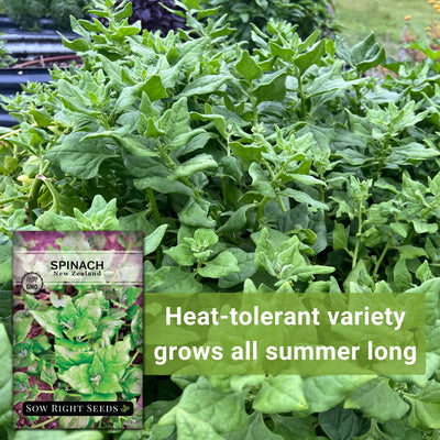 New Zealand Spinach Seeds