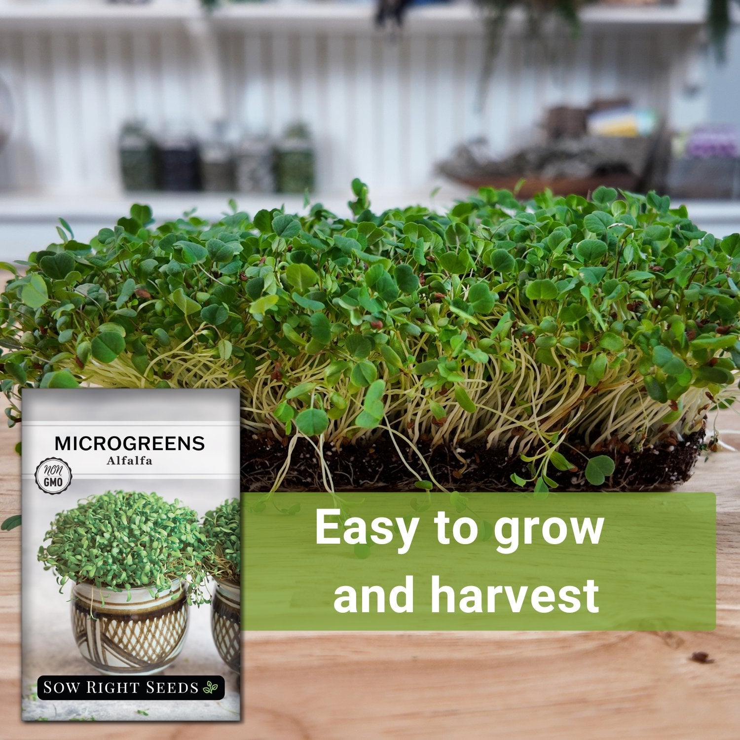 7+ Alfalfa Microgreen Microgreens Alfalfa - Healthy Microgreen Snack – Sow Right Seeds