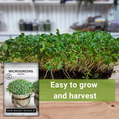 Microgreens Alfalfa