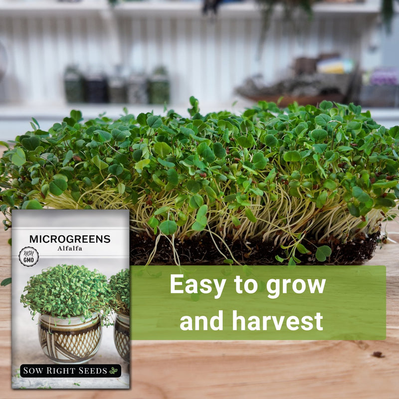 Microgreens Alfalfa