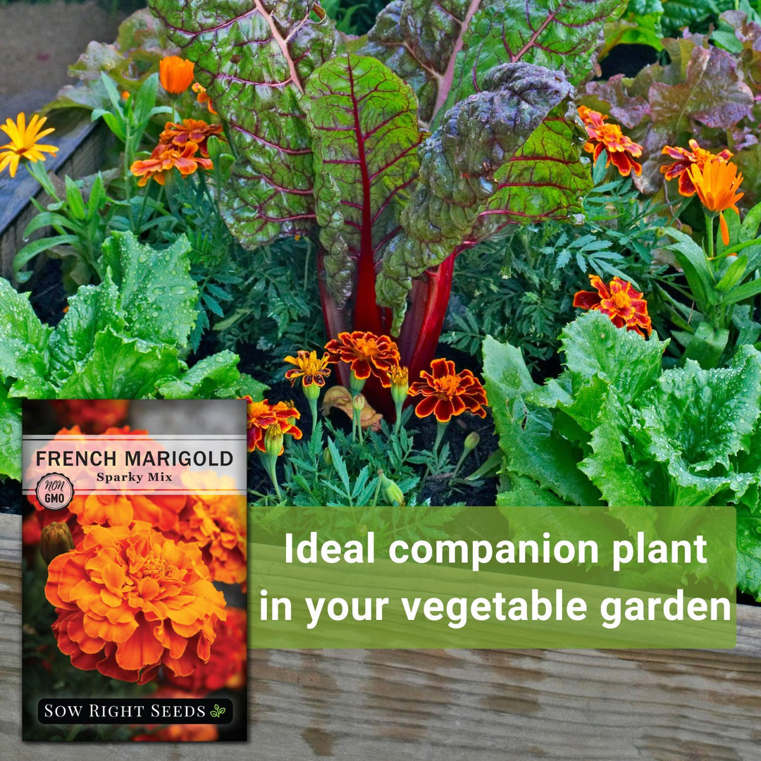 green marigold seeds Sparky Mix Marigold Seeds