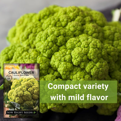 Green Macerata Cauliflower