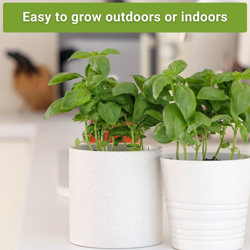 three basil seed collection easy to grow outdoors or indoors