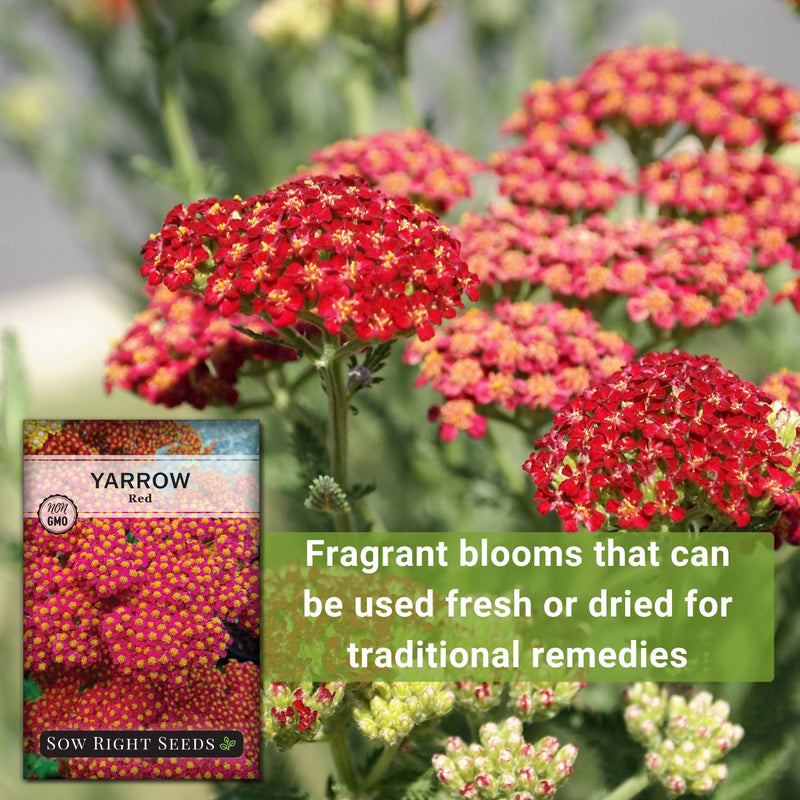 red yarrow seeds fragrant blooms that can be used fresh or dried for traditional remedies