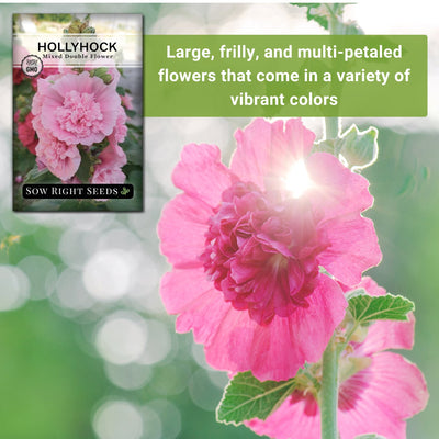 mixed double flower hollyhock seeds large frilly and multi-petaled flowers that come in a variety of vibrant colors