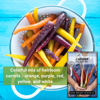 rainbow mix carrot seeds colorful mix of heirloom carrots - orange purple red yellow and white