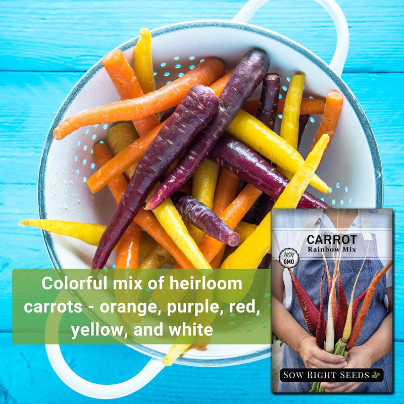 rainbow mix carrot seeds colorful mix of heirloom carrots - orange purple red yellow and white