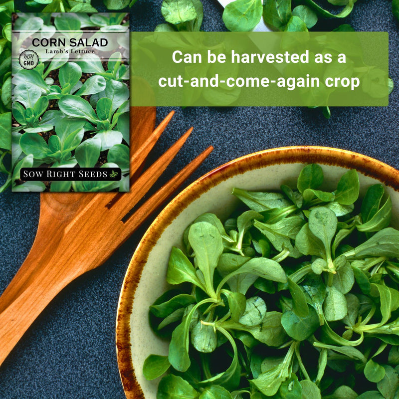 lambs lettuce corn salad seeds can be harvested as a cut-and-come-again crop